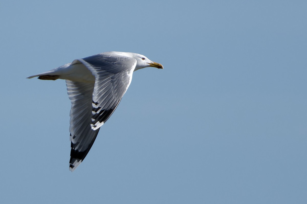 Caspian Gull - ML652300943