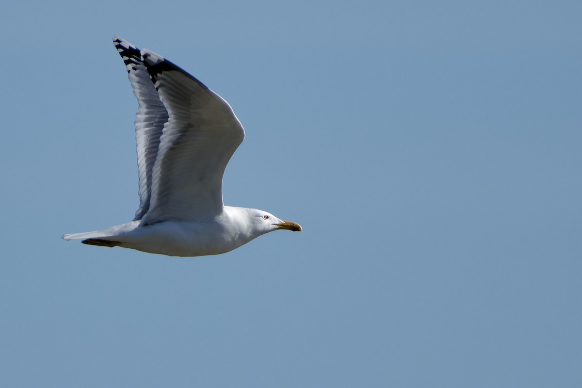 Caspian Gull - ML652300944