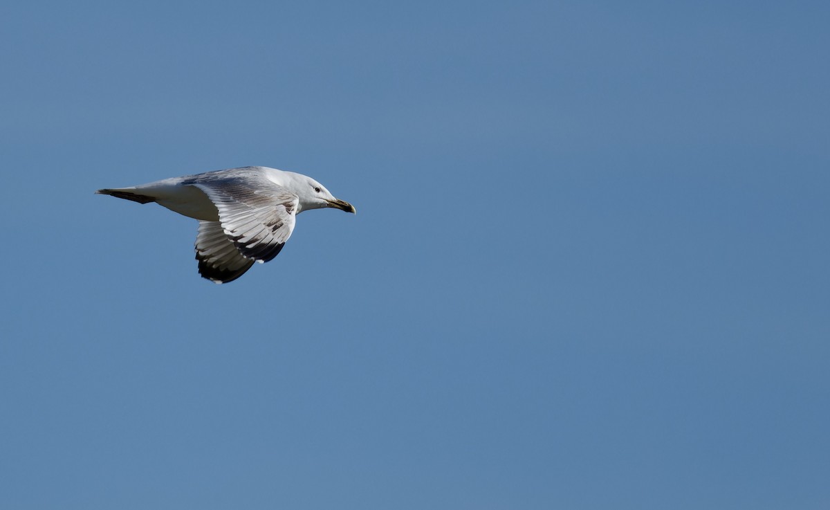 Caspian Gull - ML652300945