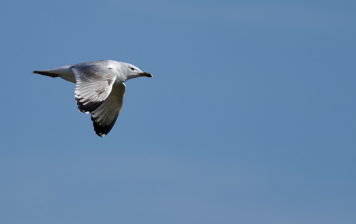 Caspian Gull - ML652300946