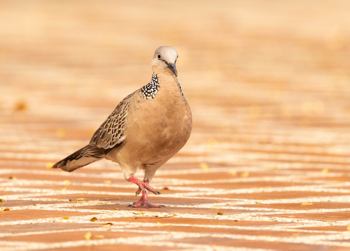 カノコバト - ML652300956