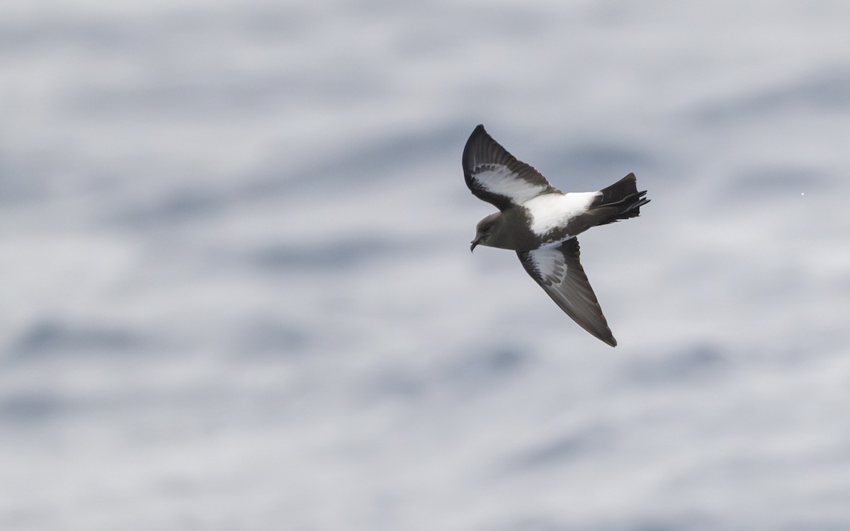 Alaca Karınlı Fırtınakırlangıcı - ML652301084