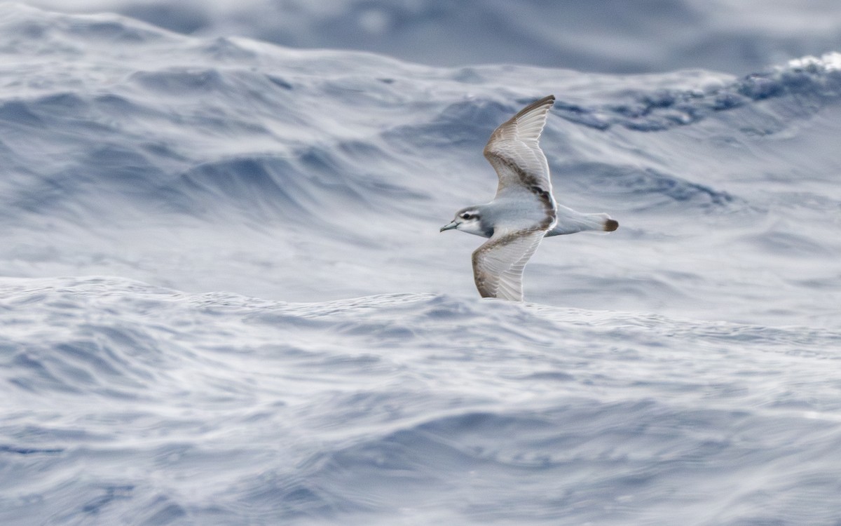 Antarktik Priyonu - ML652301093