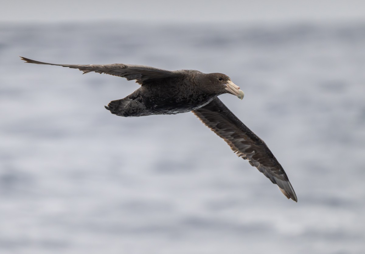 Antarktik Dev Fırtınakuşu - ML652301098