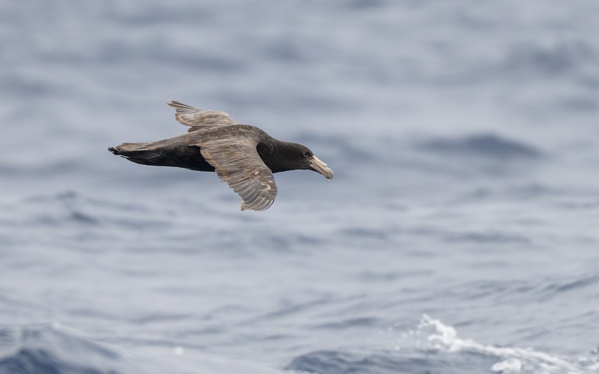 Antarktik Dev Fırtınakuşu - ML652301099