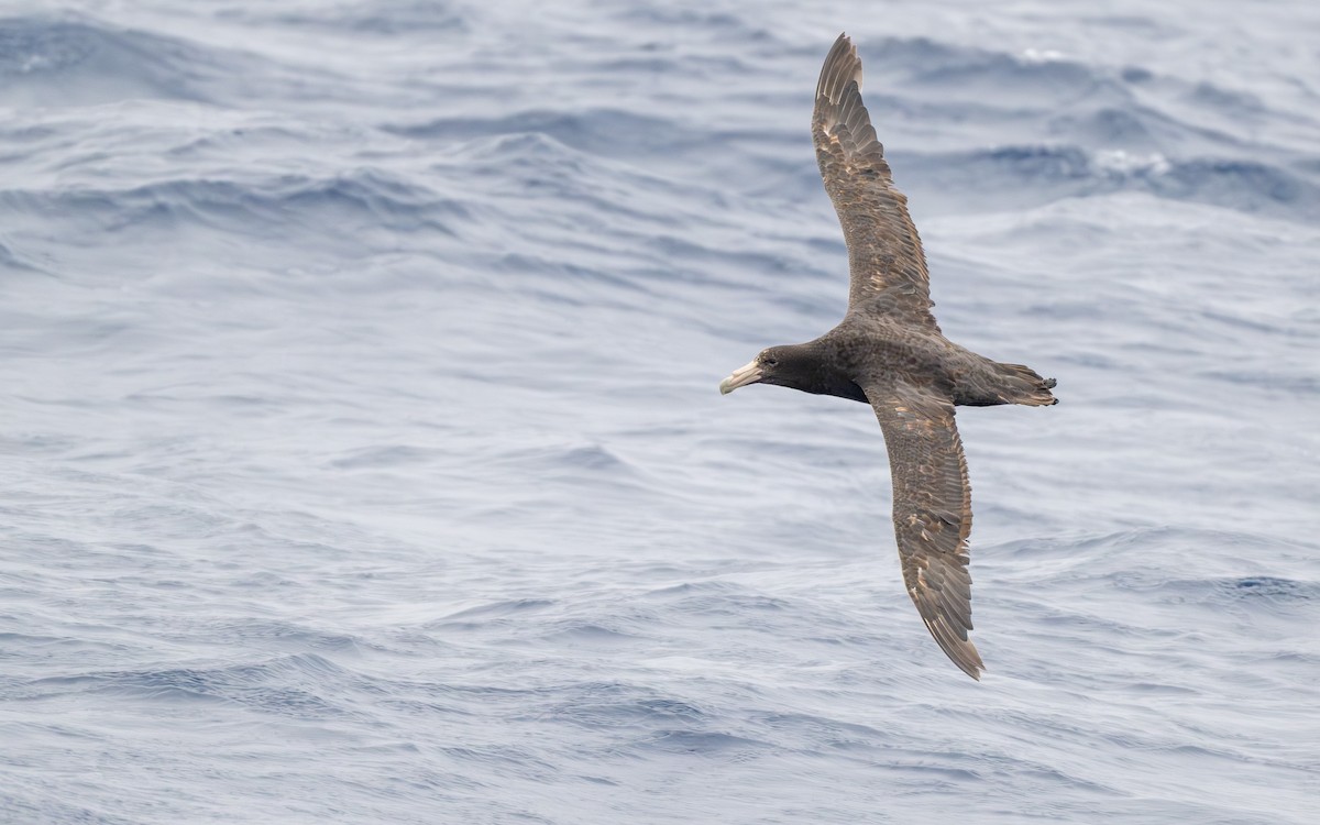 Antarktik Dev Fırtınakuşu - ML652301100