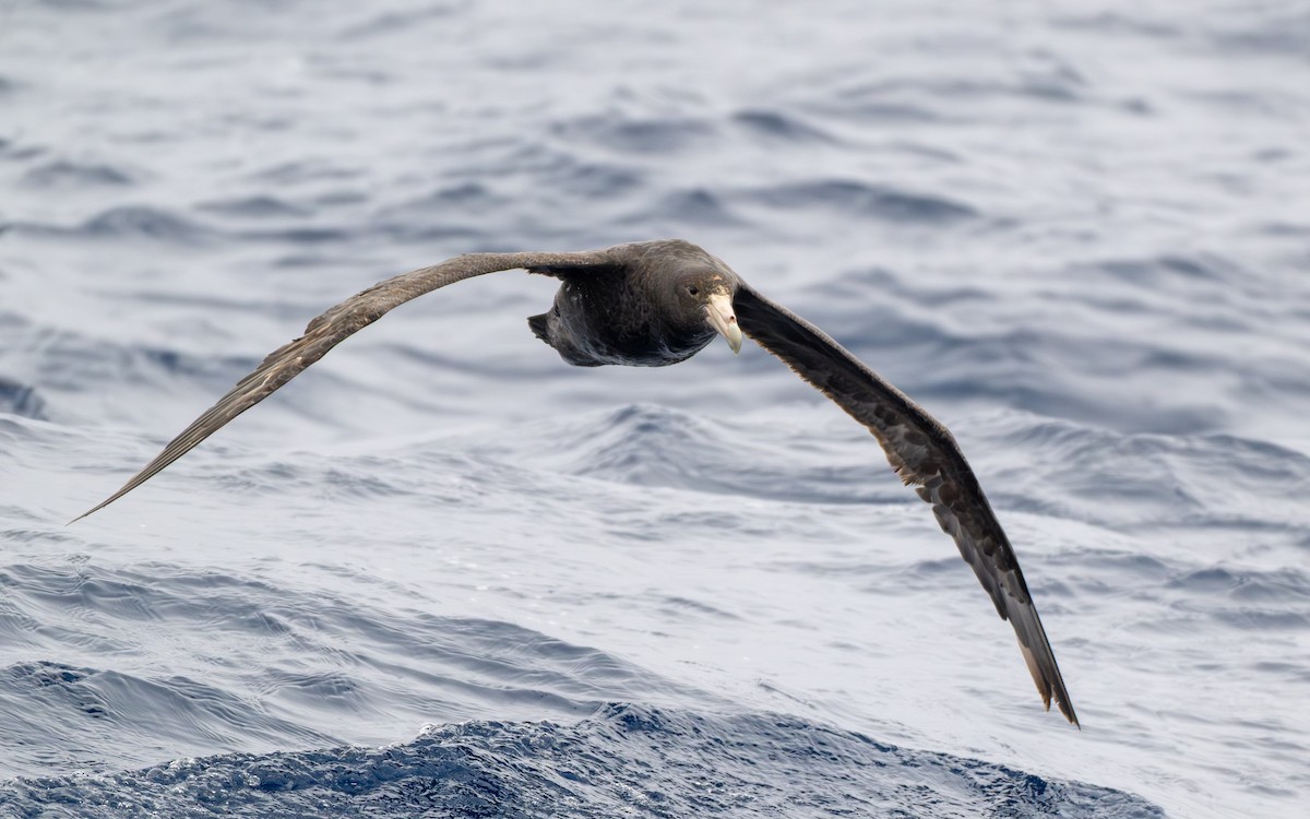 Antarktik Dev Fırtınakuşu - ML652301101