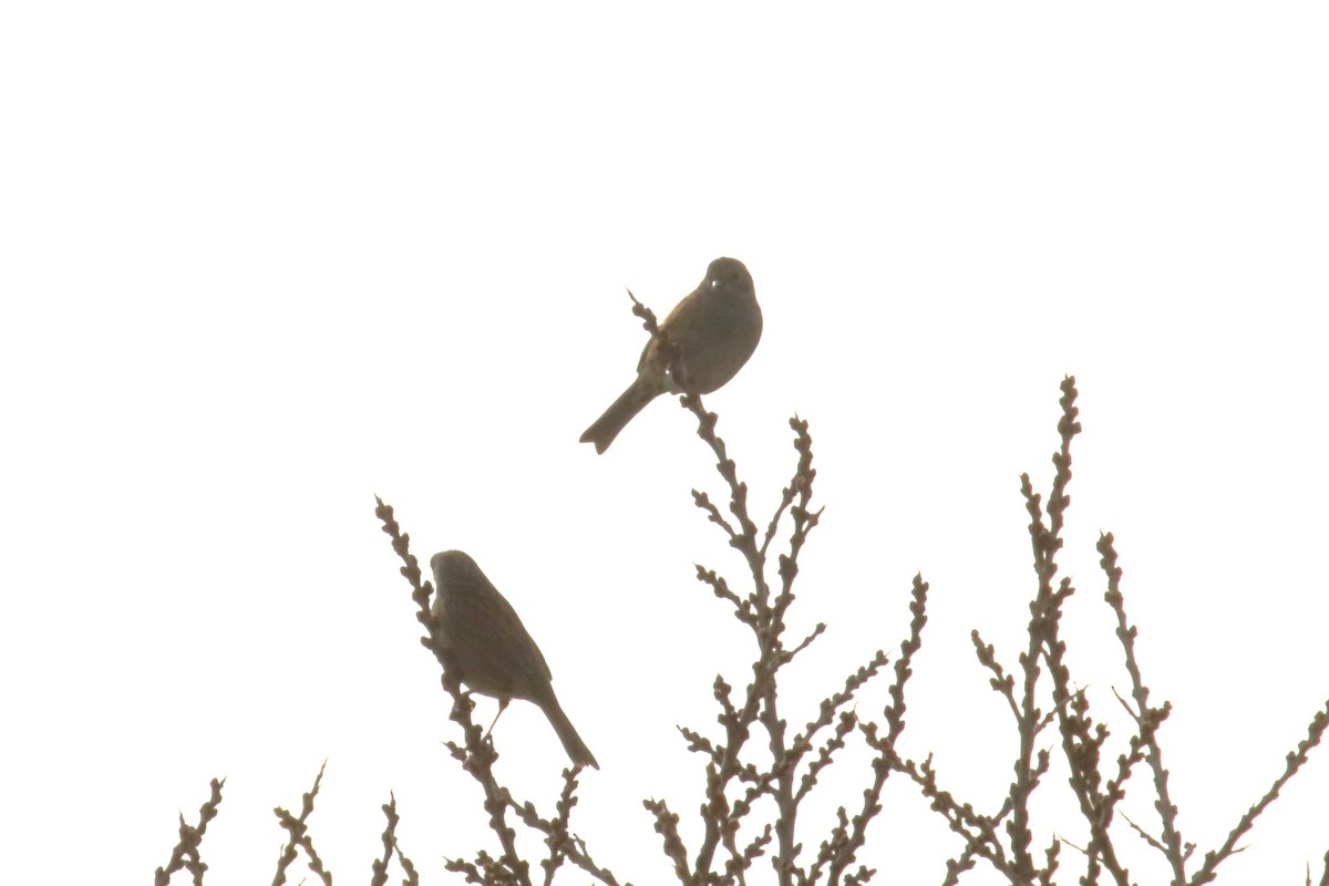 Dunnock - ML652301220