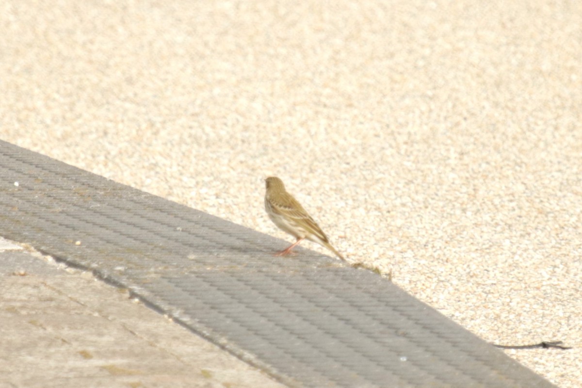 Meadow Pipit - ML652301235