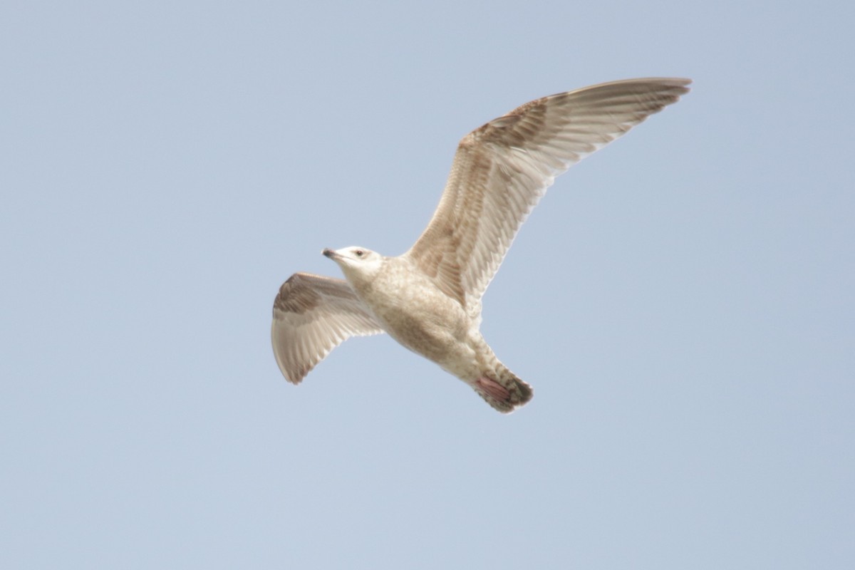 European Herring Gull - ML652301269