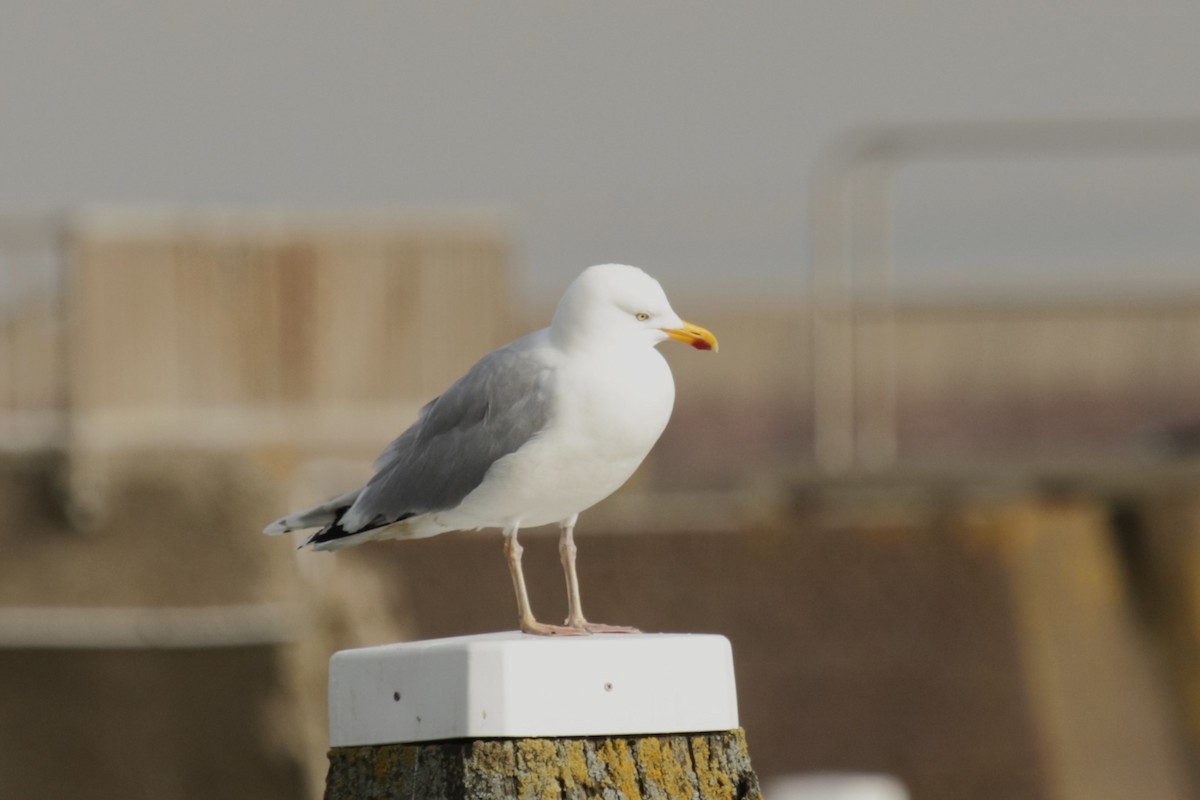 Yellow-legged Gull - ML652301306