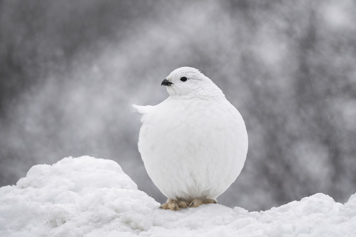 Цагаан ахууна - ML652301324