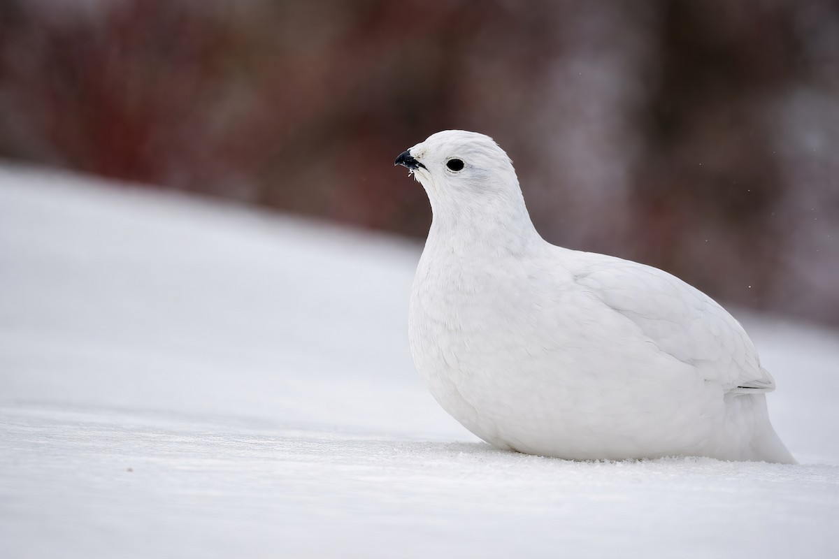 Цагаан ахууна - ML652301326