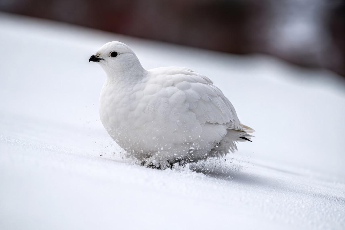 Цагаан ахууна - ML652301328