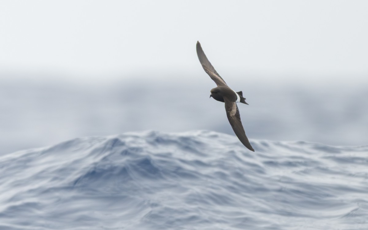 Sarı Ayaklı Fırtınakırlangıcı - ML652301339