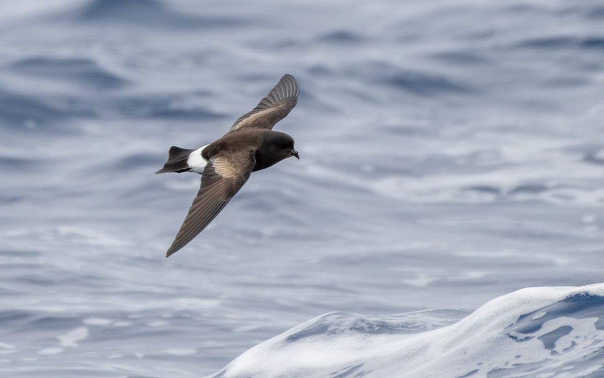 Sarı Ayaklı Fırtınakırlangıcı - ML652301340