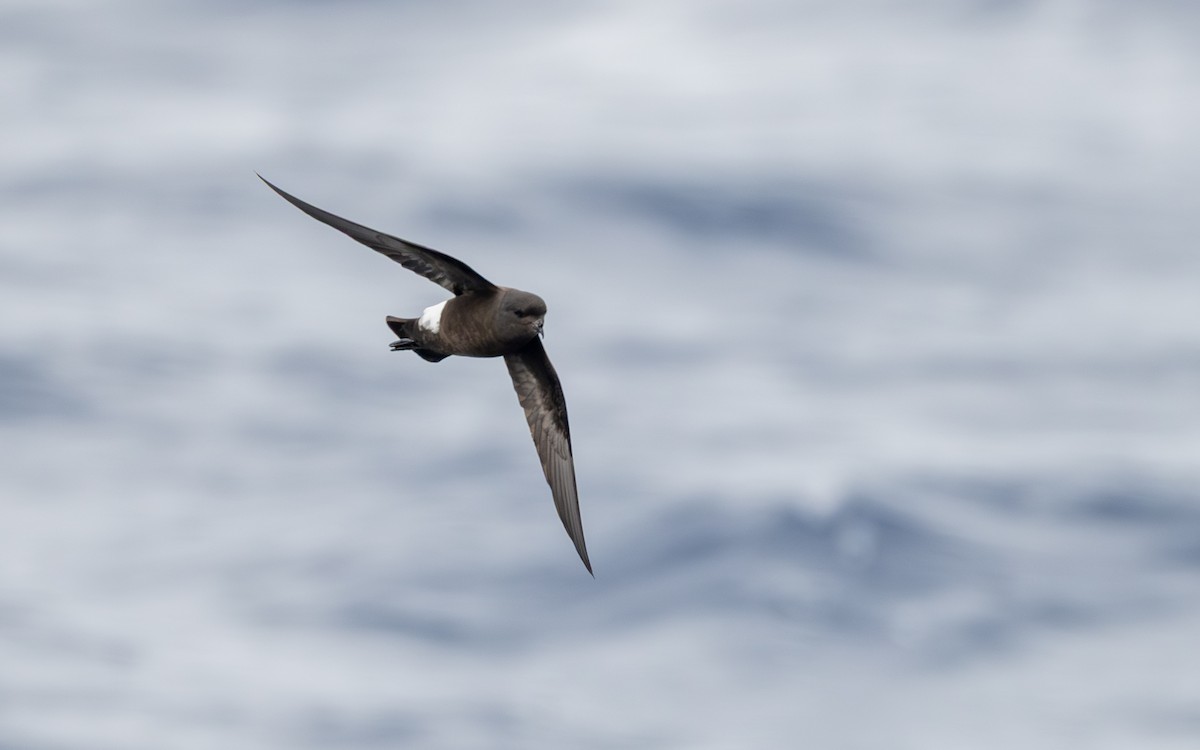 Sarı Ayaklı Fırtınakırlangıcı - ML652301341