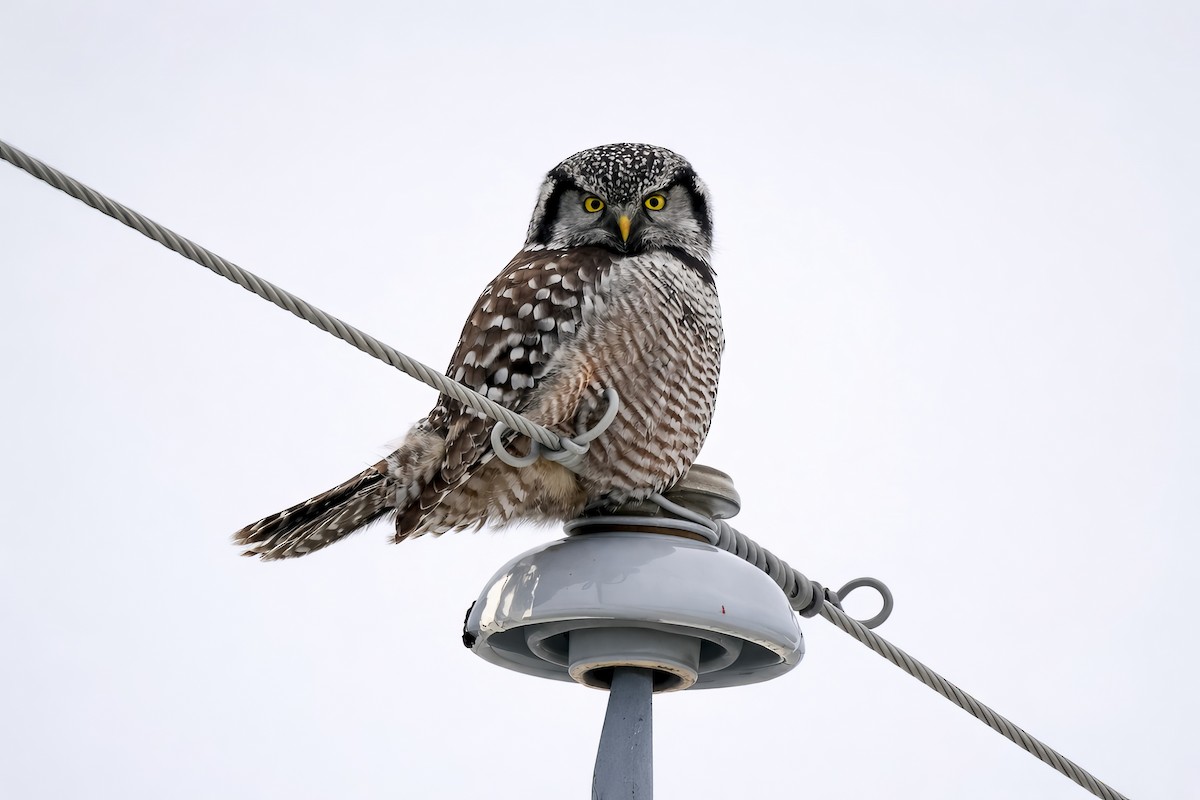 Харсуун ууль - ML652301344