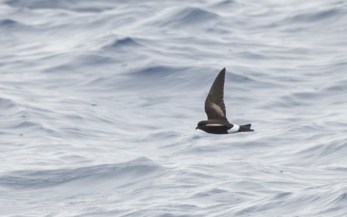 Sarı Ayaklı Fırtınakırlangıcı - ML652301345