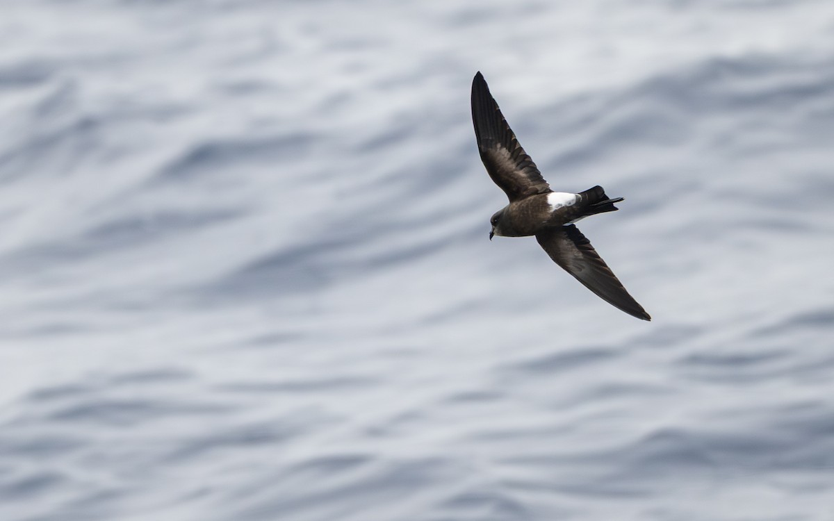 Sarı Ayaklı Fırtınakırlangıcı - ML652301346