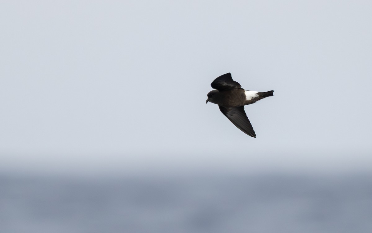 Sarı Ayaklı Fırtınakırlangıcı - ML652301348