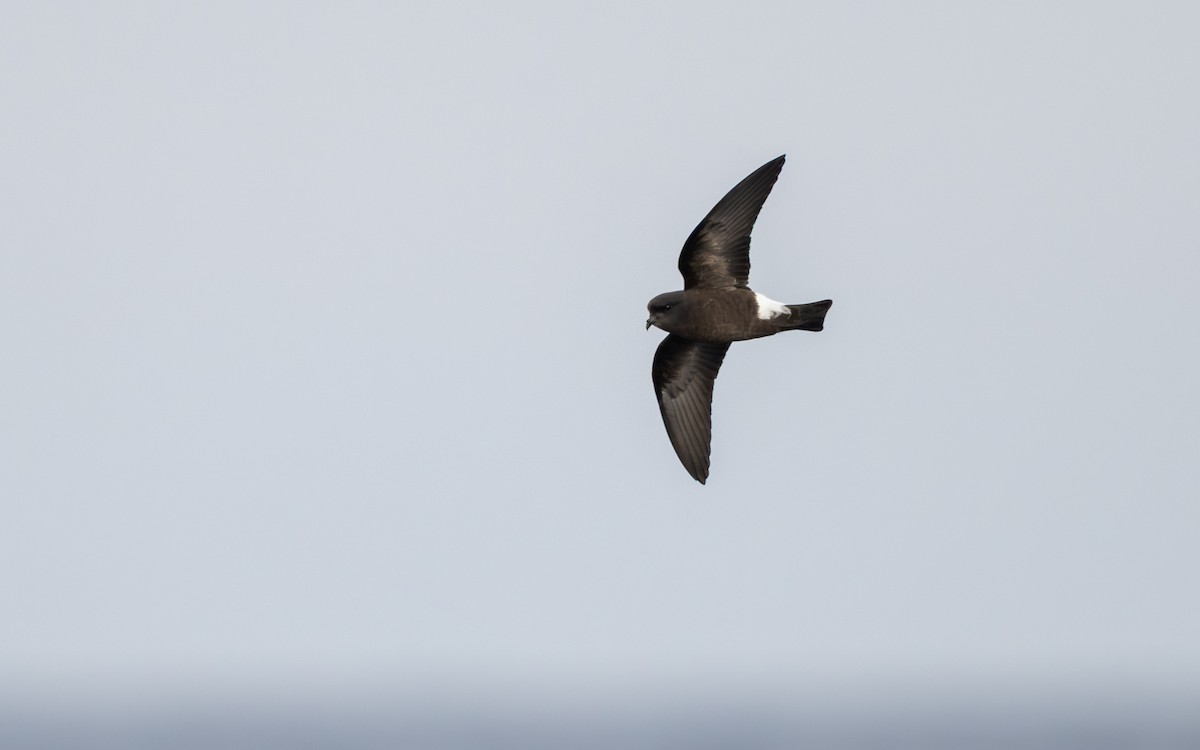 Sarı Ayaklı Fırtınakırlangıcı - ML652301351