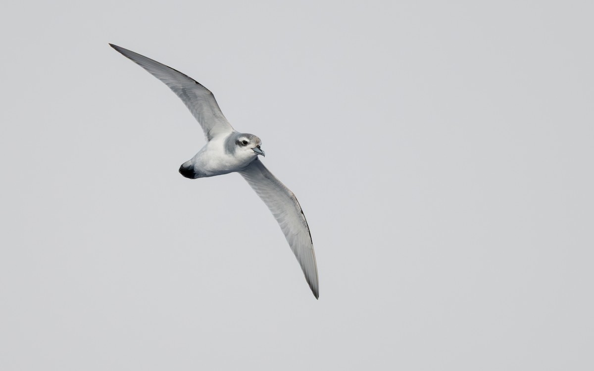 Antarktik Priyonu - ML652301357