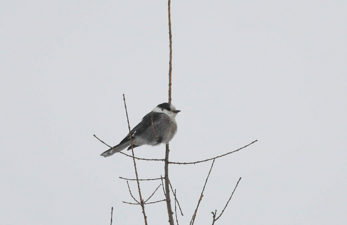Canada Jay - ML652301363