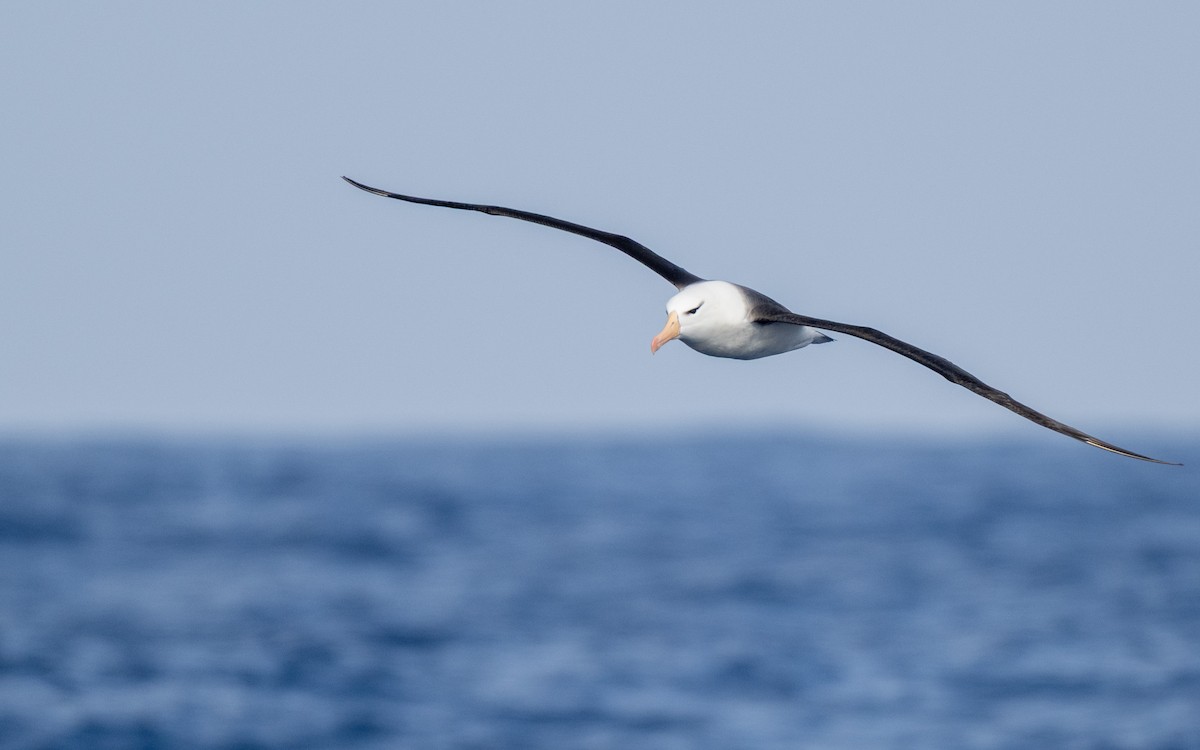 Kara Kaşlı Albatros - ML652301367