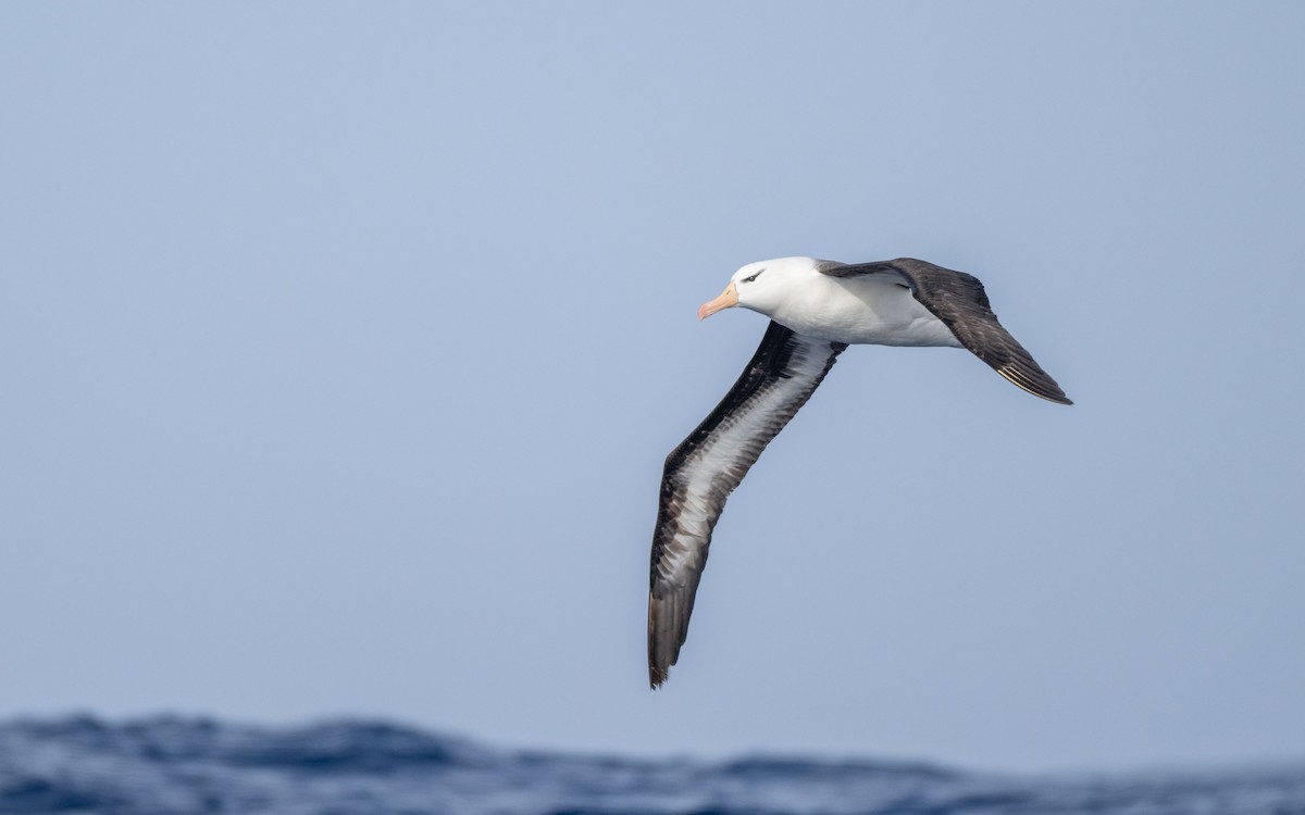 Kara Kaşlı Albatros - ML652301368