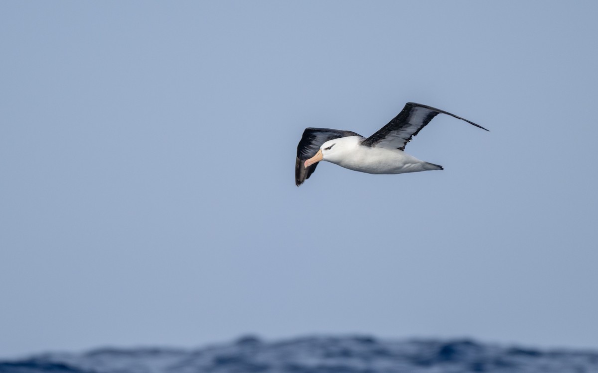 Kara Kaşlı Albatros - ML652301369