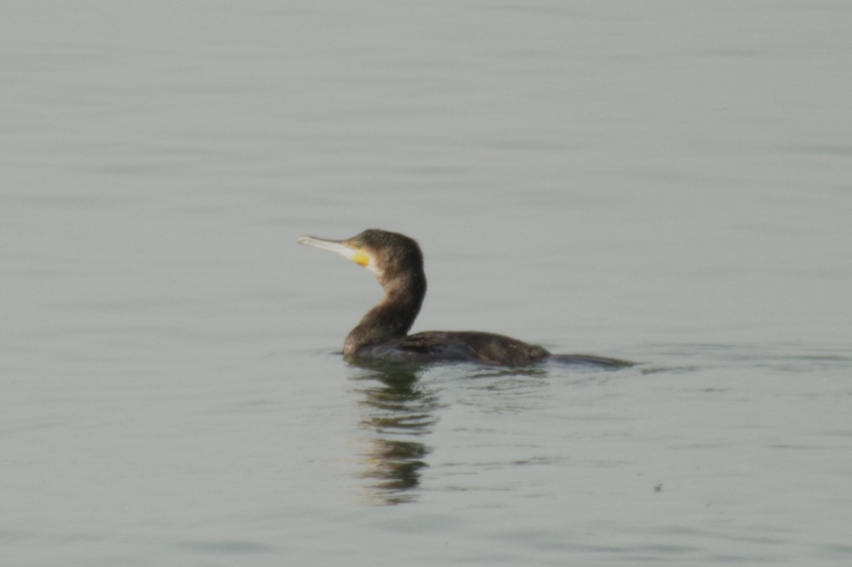 Great Cormorant - ML652301388