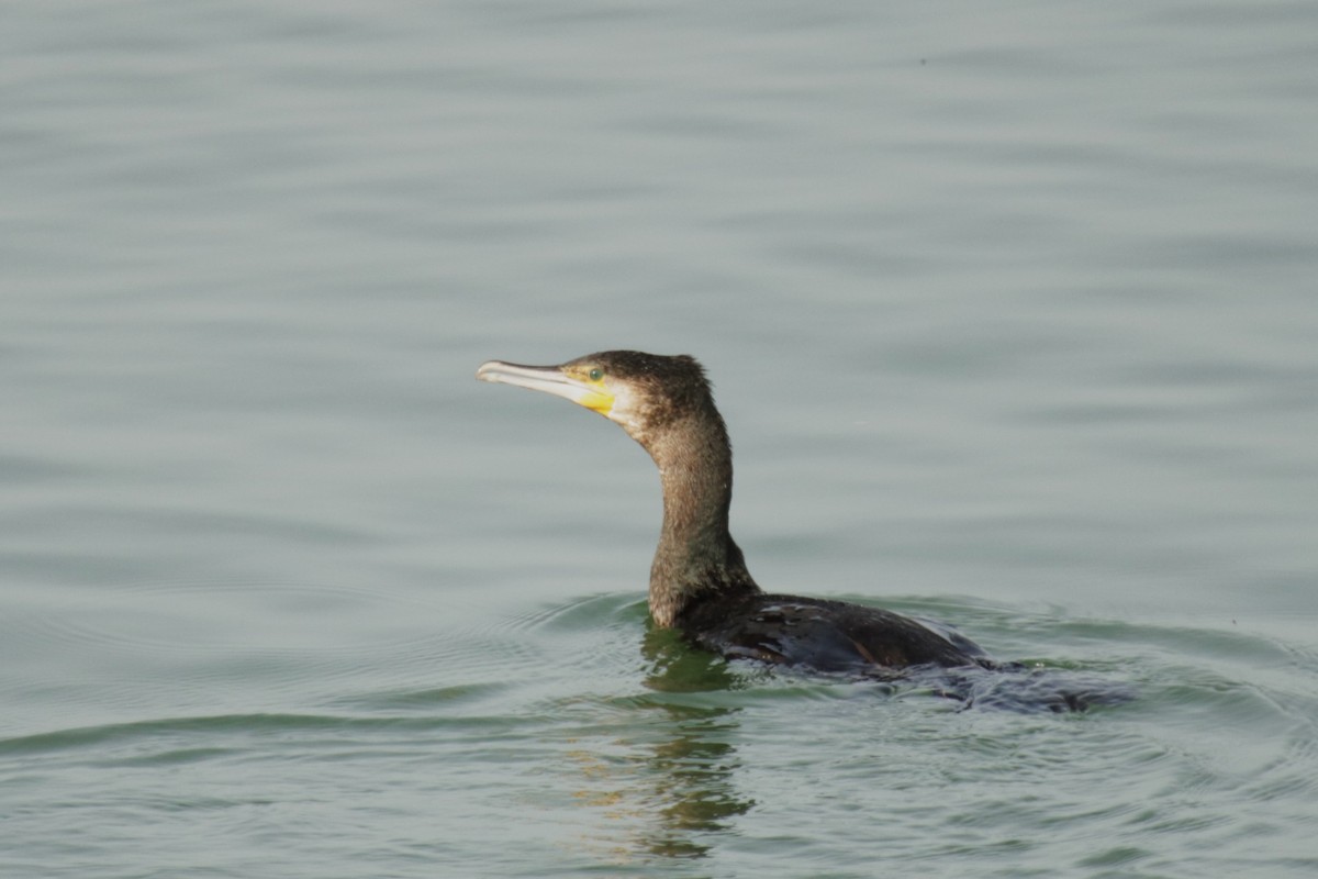 Great Cormorant - ML652301389