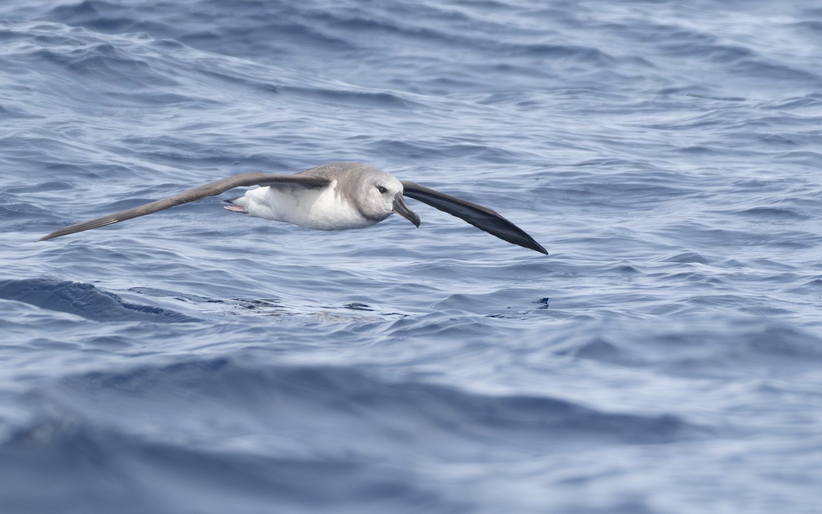 Boz Başlı Albatros - ML652301395