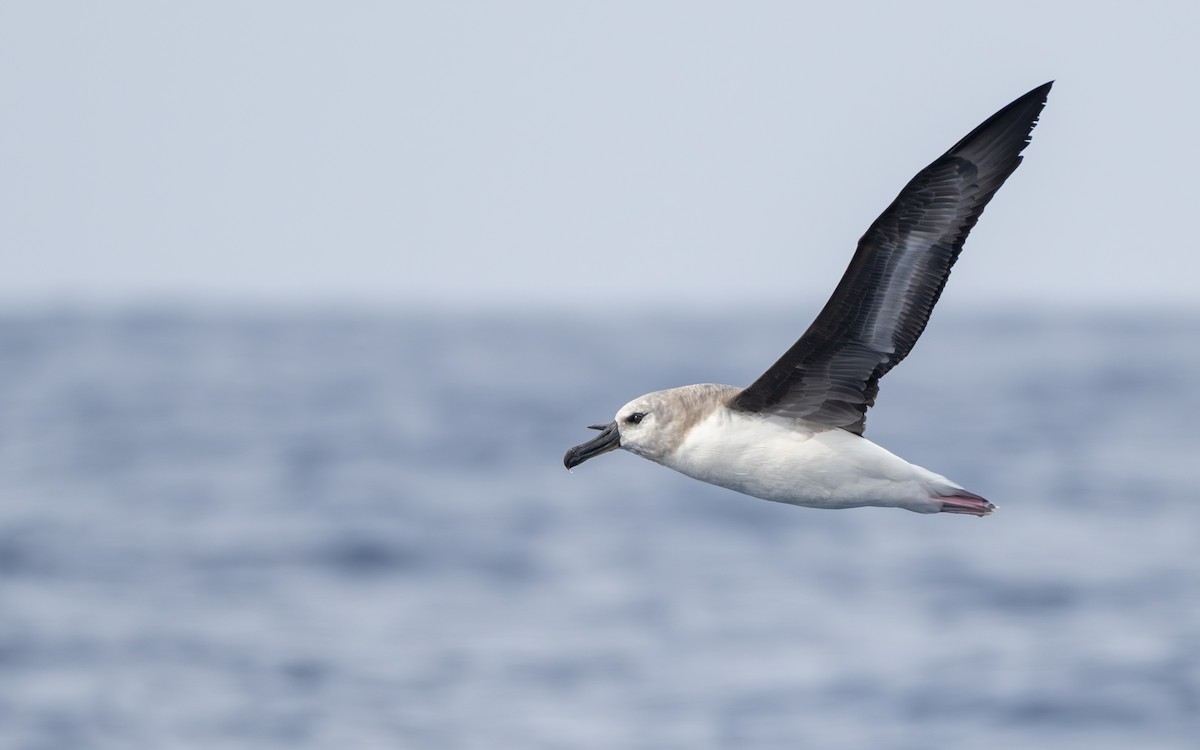 Boz Başlı Albatros - ML652301396