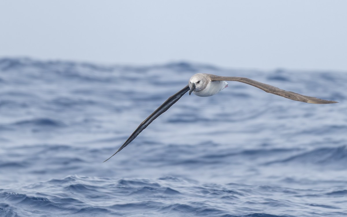 Boz Başlı Albatros - ML652301397