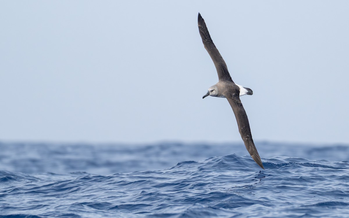 Boz Başlı Albatros - ML652301398