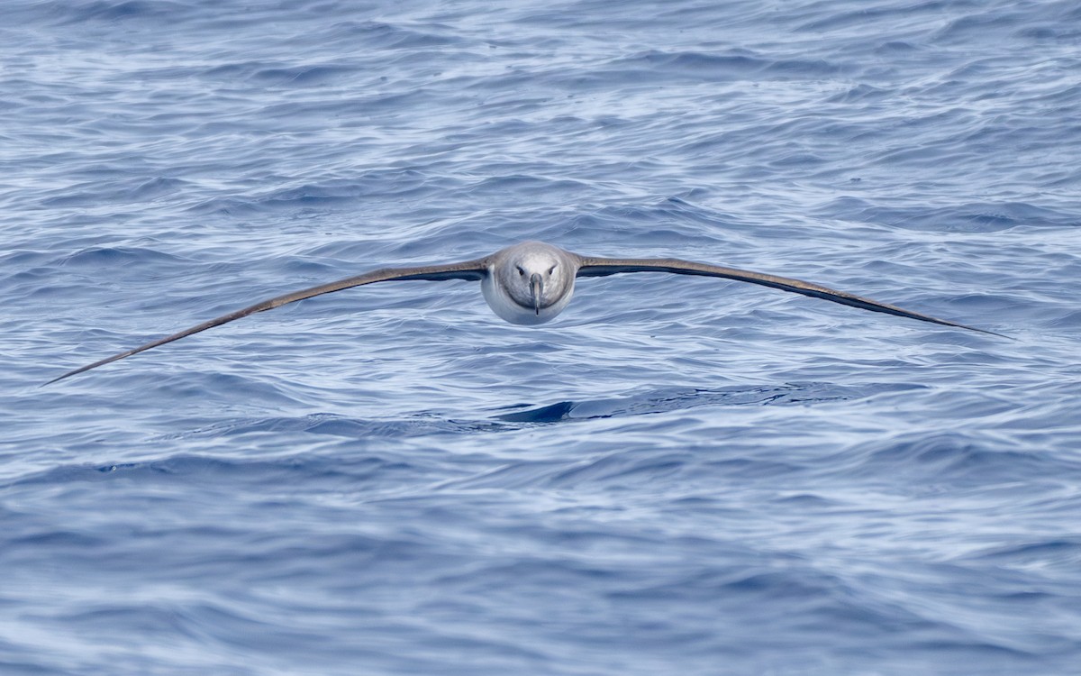 Boz Başlı Albatros - ML652301399