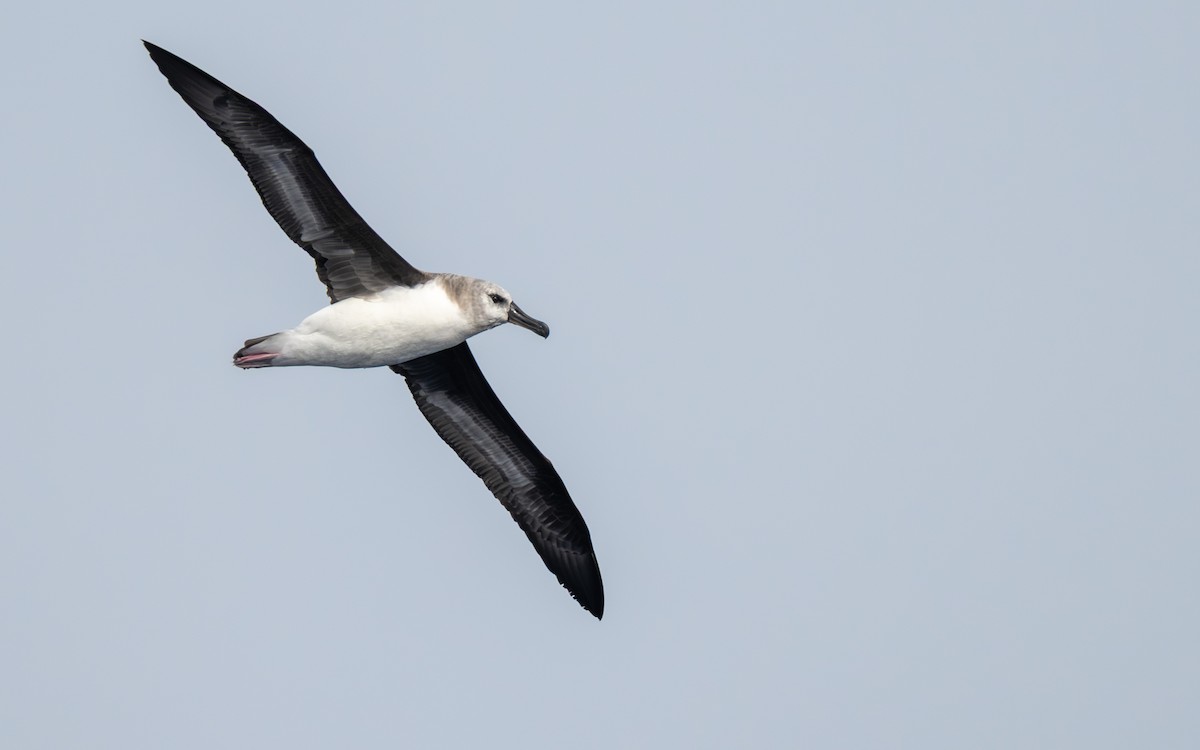 Boz Başlı Albatros - ML652301400