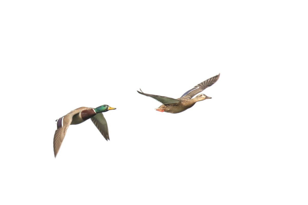 Mallard - ML652301405