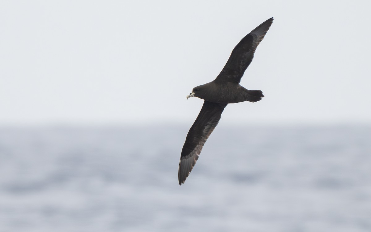 Beyaz Gıdılı Yelkovan - ML652301416