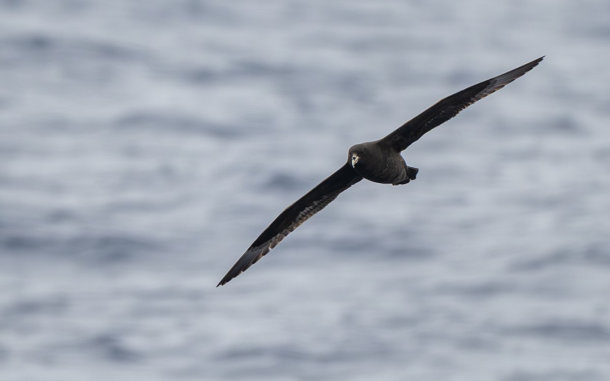 Beyaz Gıdılı Yelkovan - ML652301417