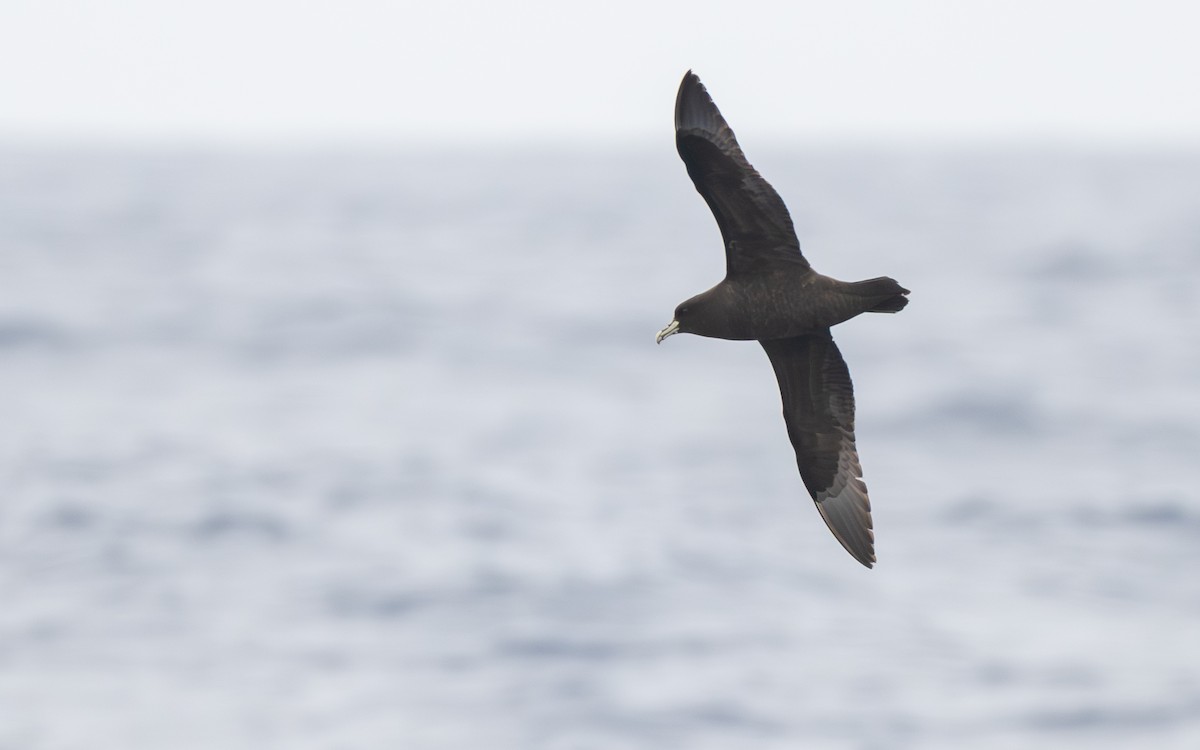 Beyaz Gıdılı Yelkovan - ML652301418