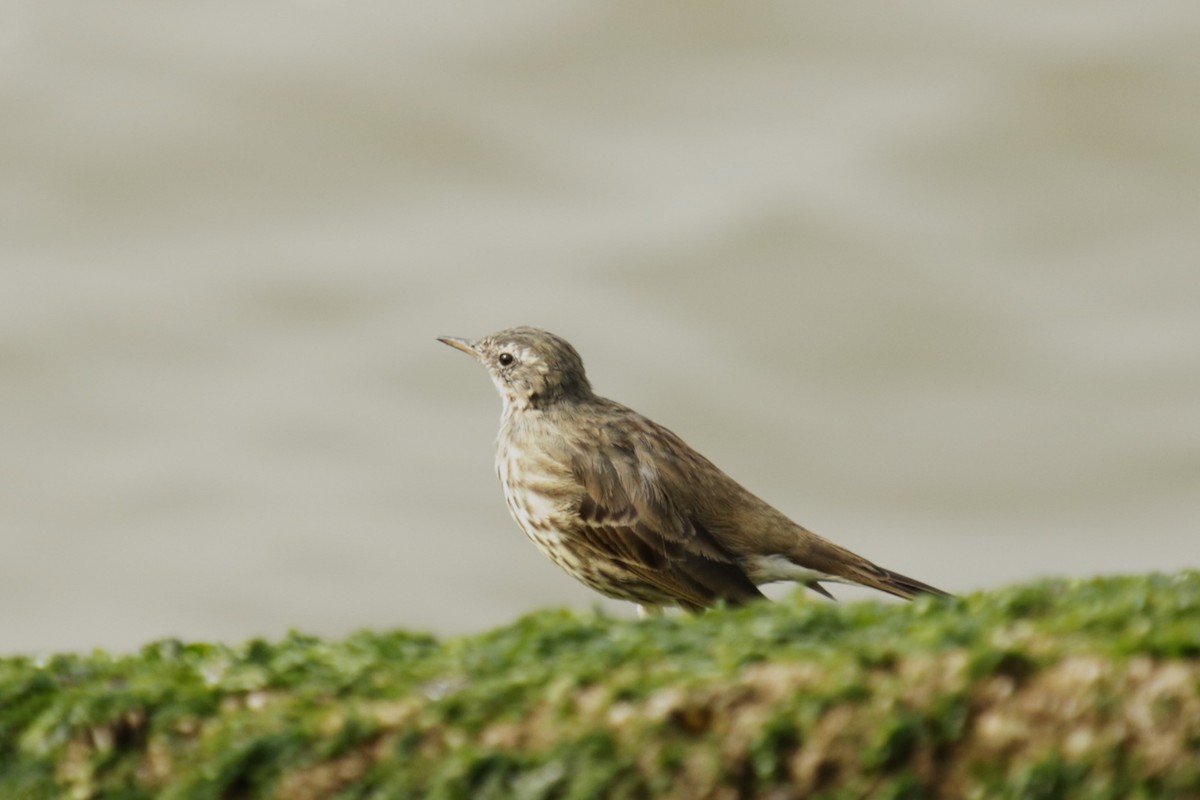 Rock Pipit - ML652301584