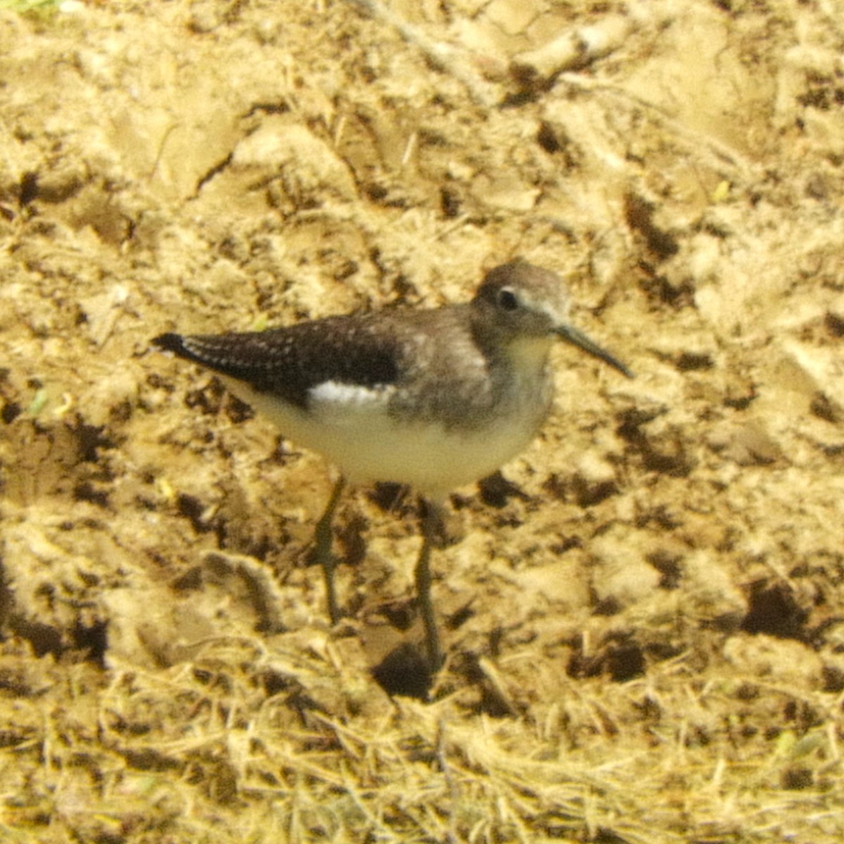 Solitary Sandpiper - ML652301752
