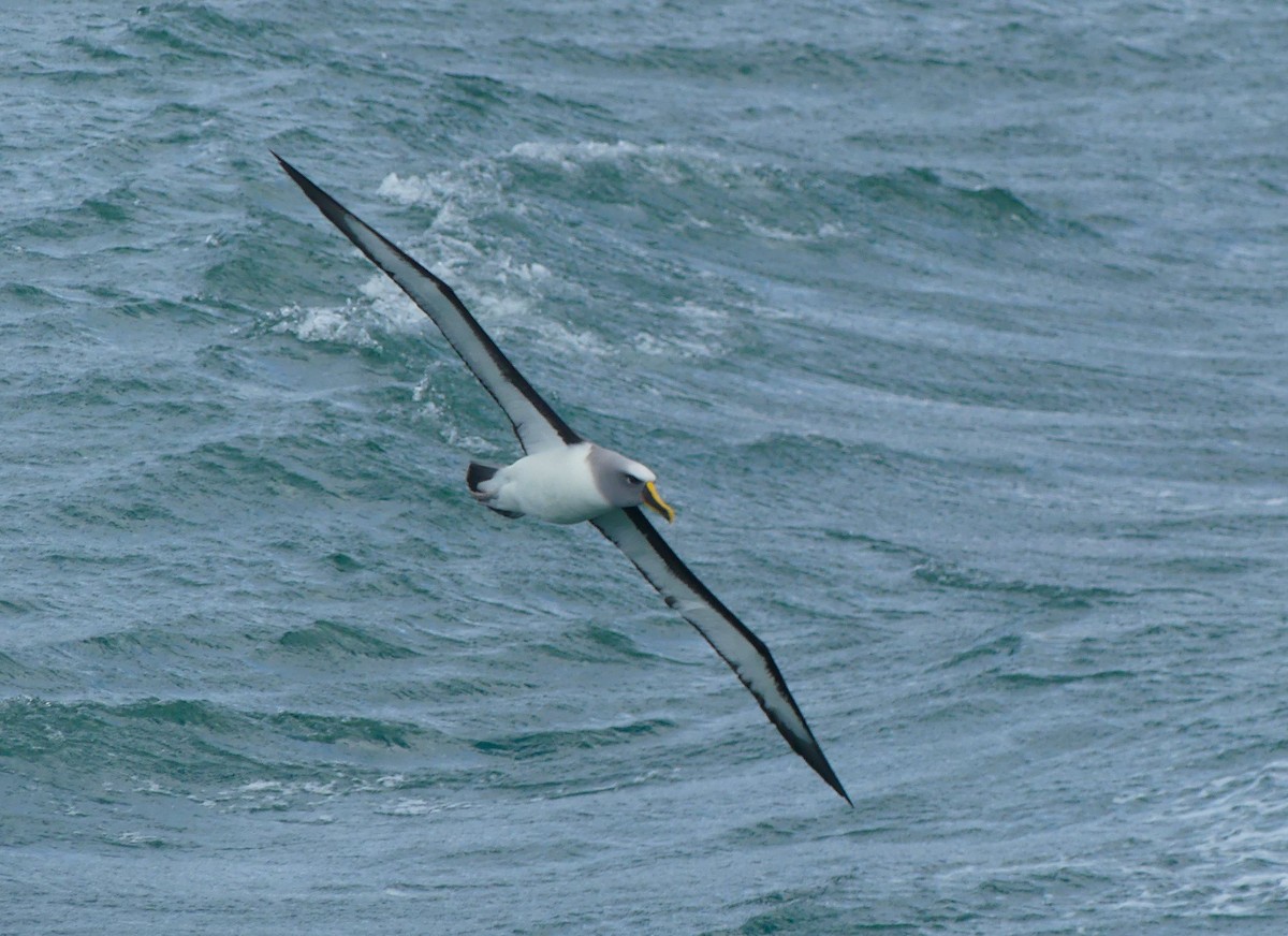 Buller's Albatross - ML652301760