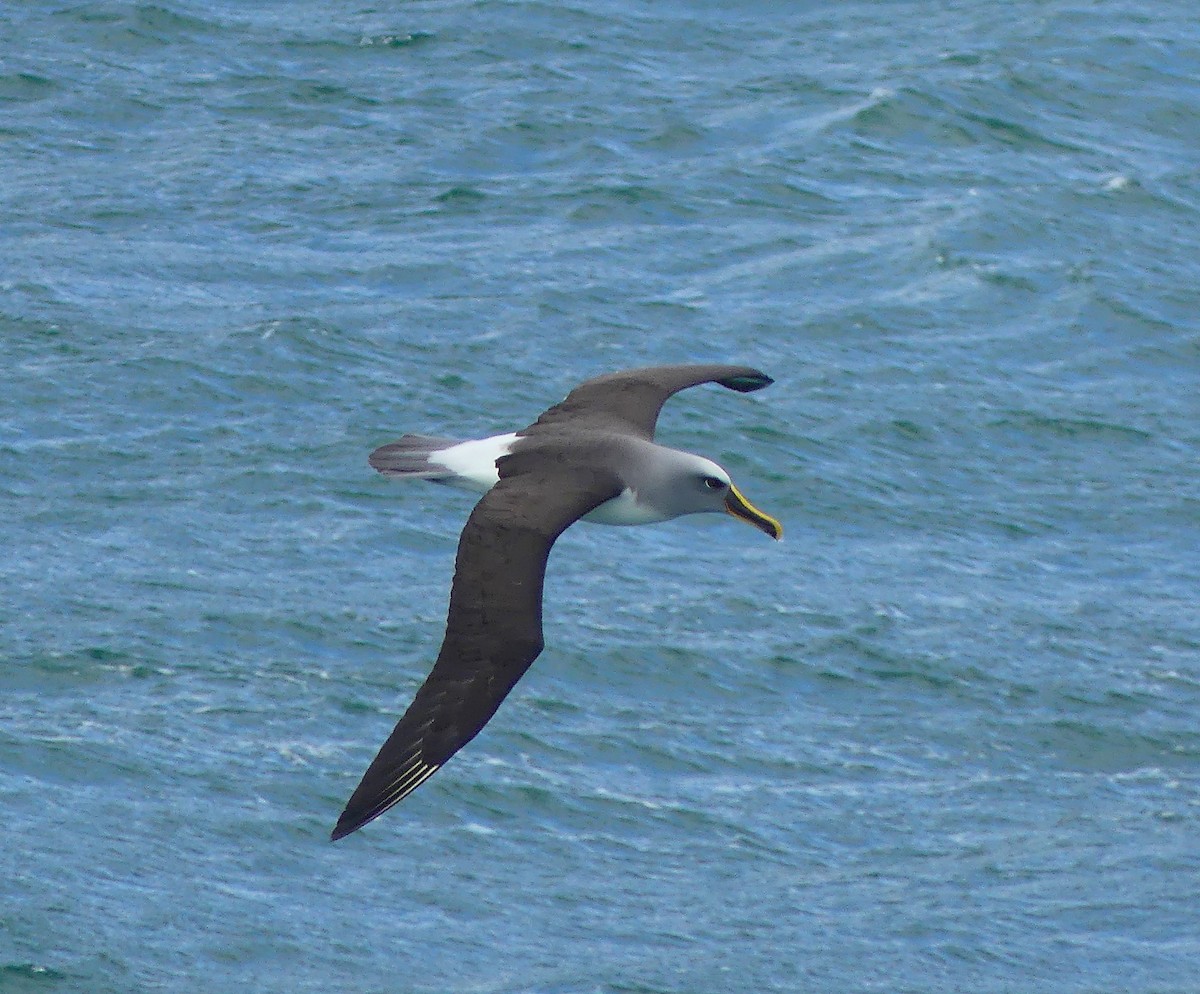 Buller's Albatross - ML652301773