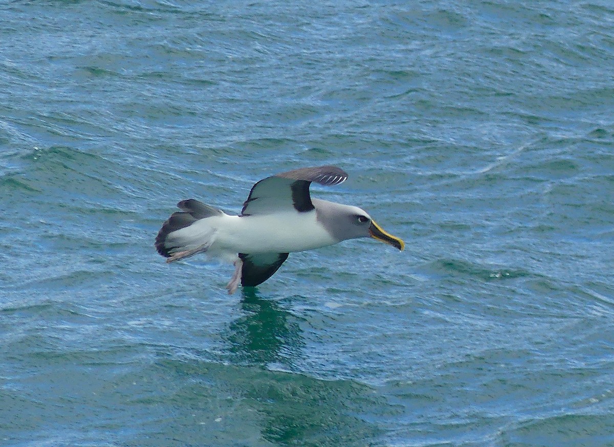 Buller's Albatross - ML652301777