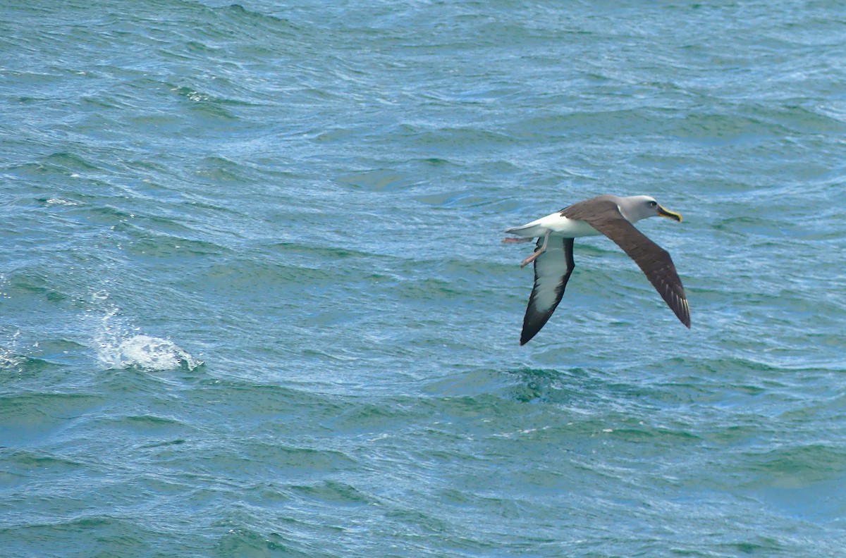Buller's Albatross - ML652301781