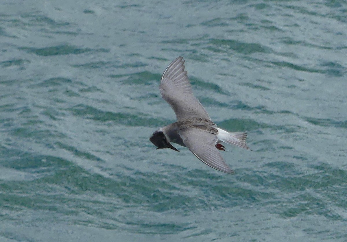 Black-fronted Tern - ML652302057